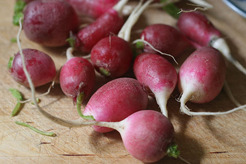 radishes