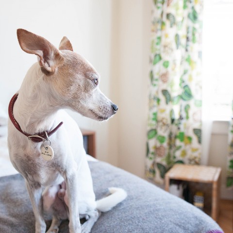 Gus the dog - Home Tour of Jen Hewett's apartment on Design*Sponge