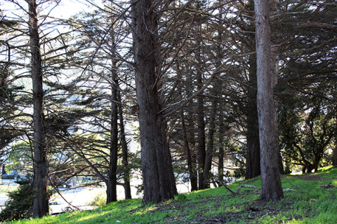 Golden Gate Park, photo by Jen Hewett