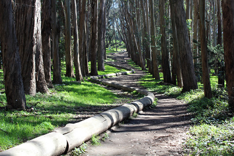 Wood Line by Andy Goldsworthy. Located in the Presidio of San Francisco.