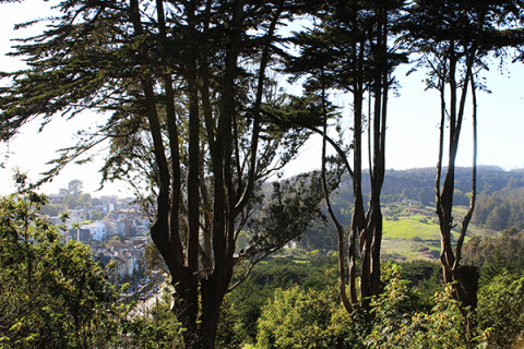 Western view of San Francisco's Presidio.